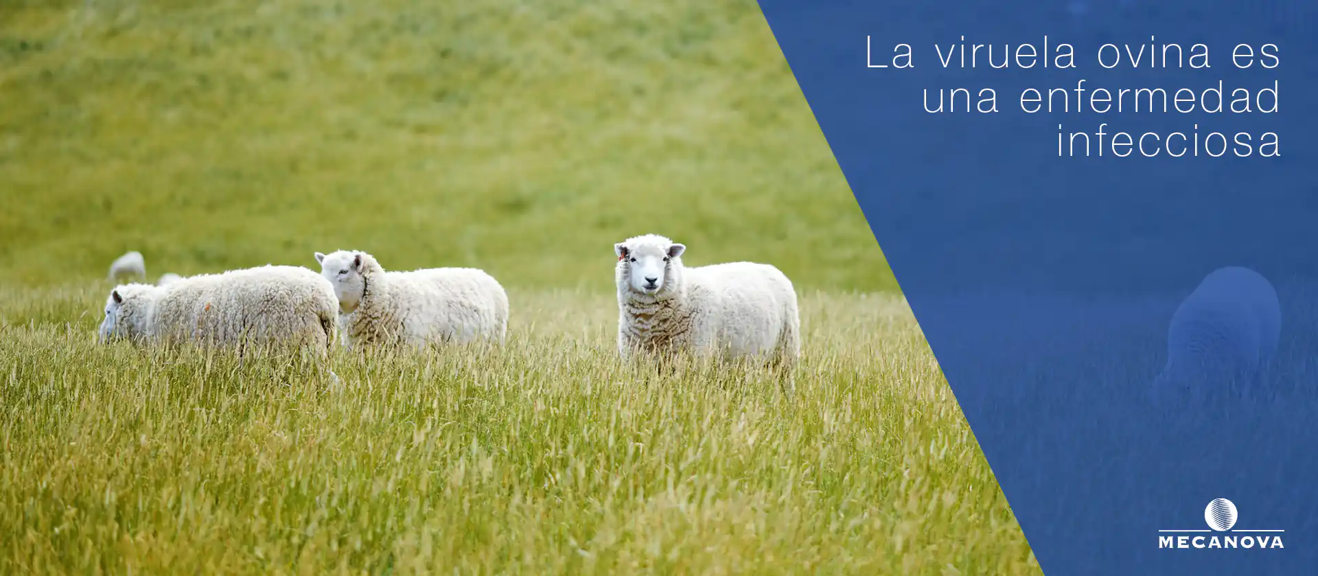 viruela-ovina