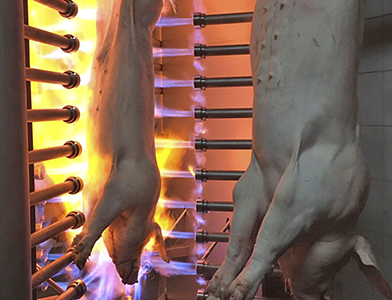 mecanova-Produkte-für-Schweineschlachthöfe