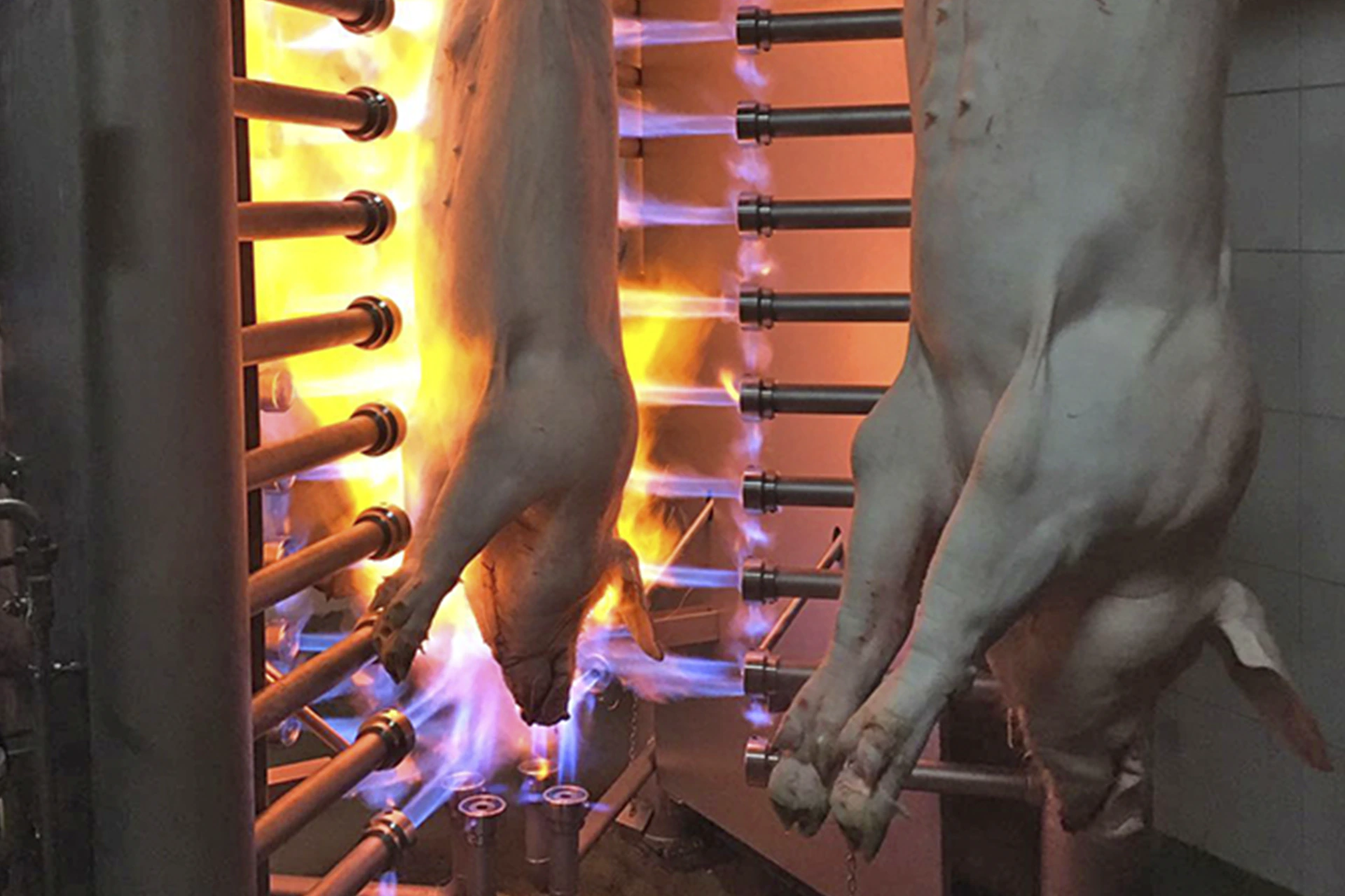 precio-limpieza-porcino_MECANOVA cleaning-pig-slaughterhouses_MECANOVA