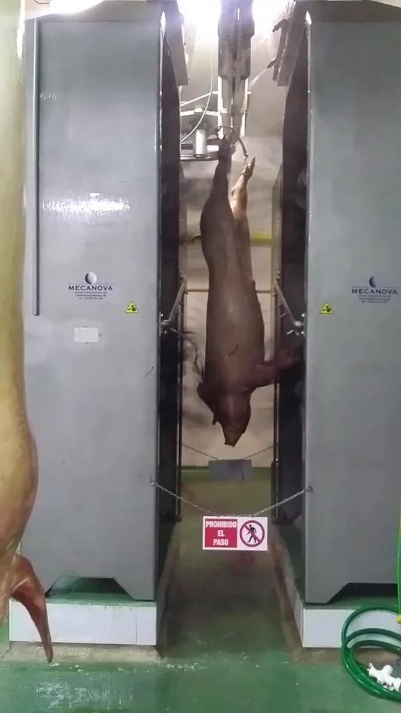 Peitschenmaschinen-für-Schweine_MECANOVA--