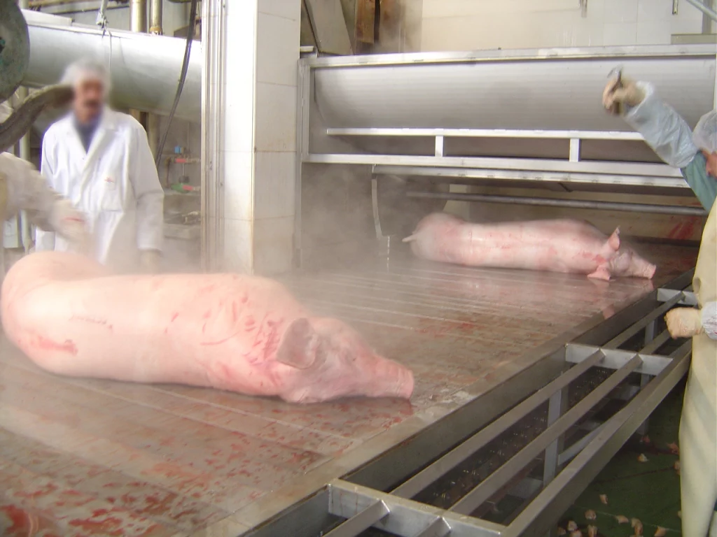 Dynamischer-Hängetisch-für-Schweine_MECANOVA