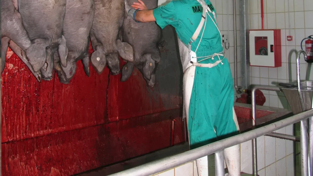 preis-Entblutungsbottich-für-Schweine_MECANOVA