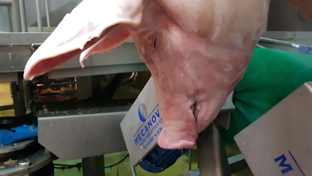 Schweinekopf-Polierer-für-Schweine_MECANOVA