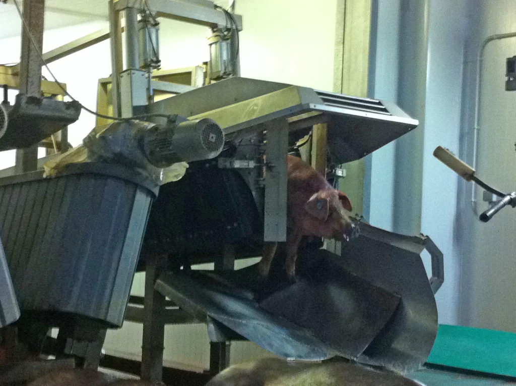 Restrainer-für-Schweine_MECANOVA--
