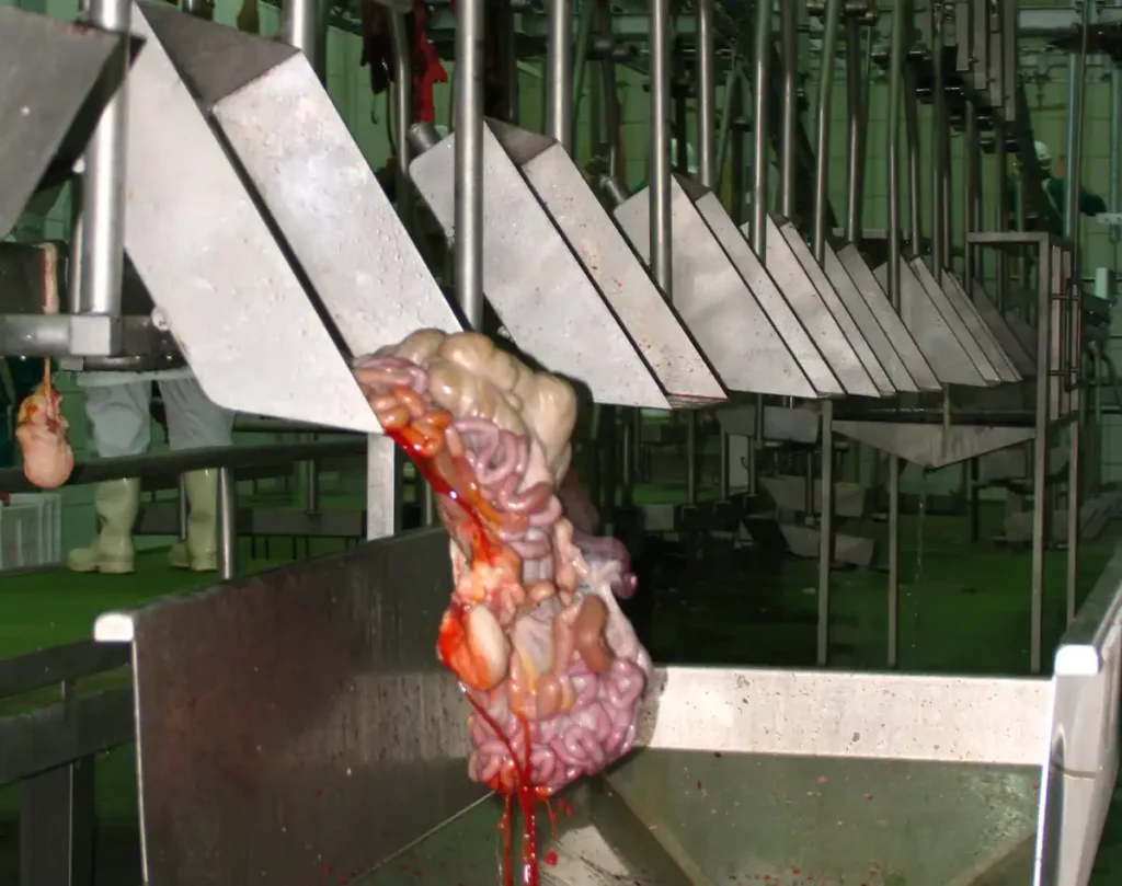 Förderer-für-weiße-Organe-Schweine_MECANOVA__