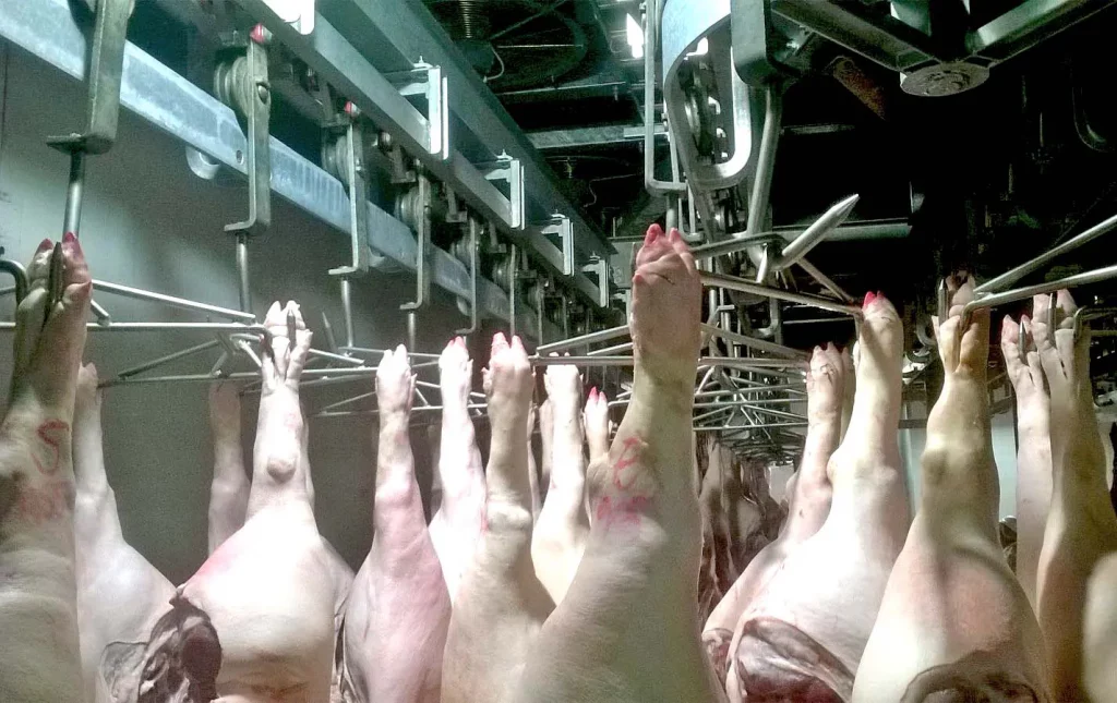 Flachbahnsystem-für-Fleisch_MECANOVA