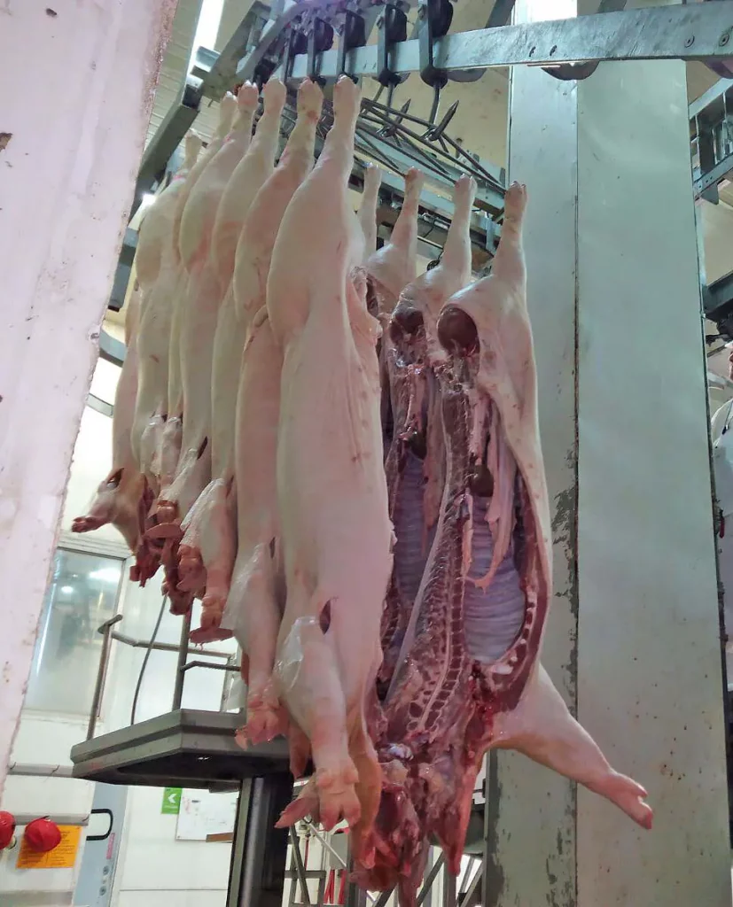 Flachbahnsystem-für-Fleisch_MECANOVA-