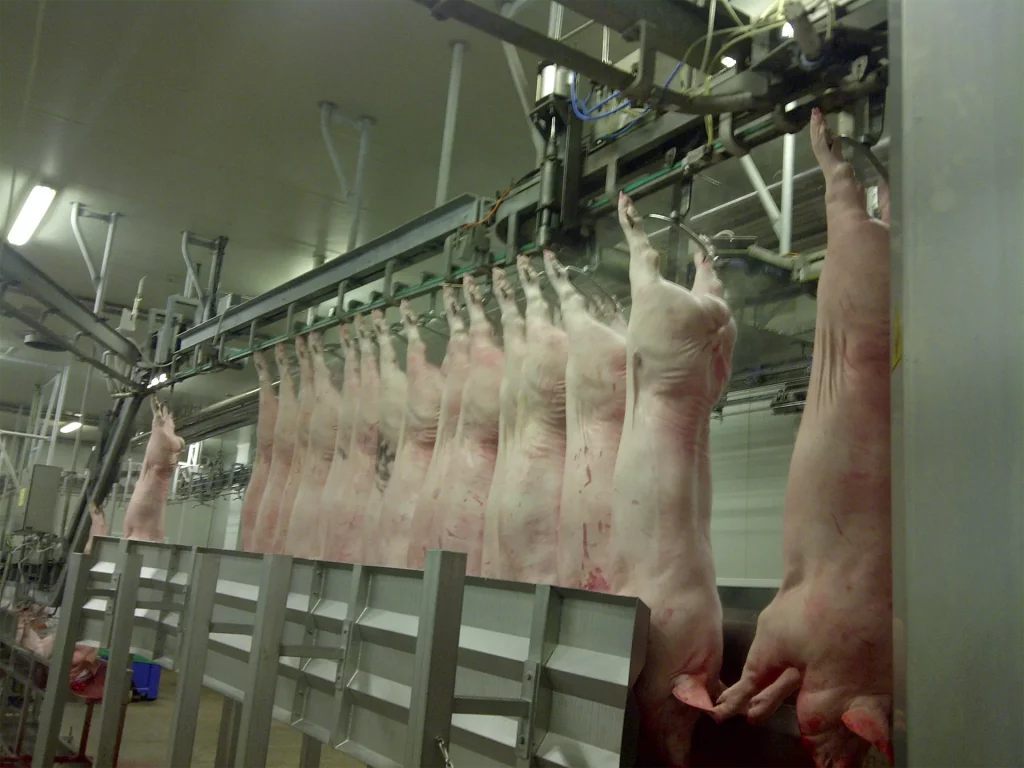 Schweine Edelstahl Spreizen_MECANOVA