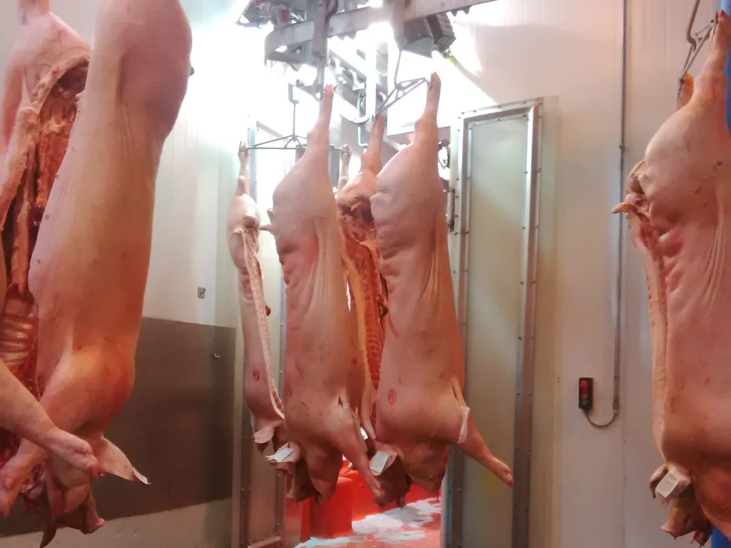 Schweine Edelstahl Spreizen_MECANOVA__