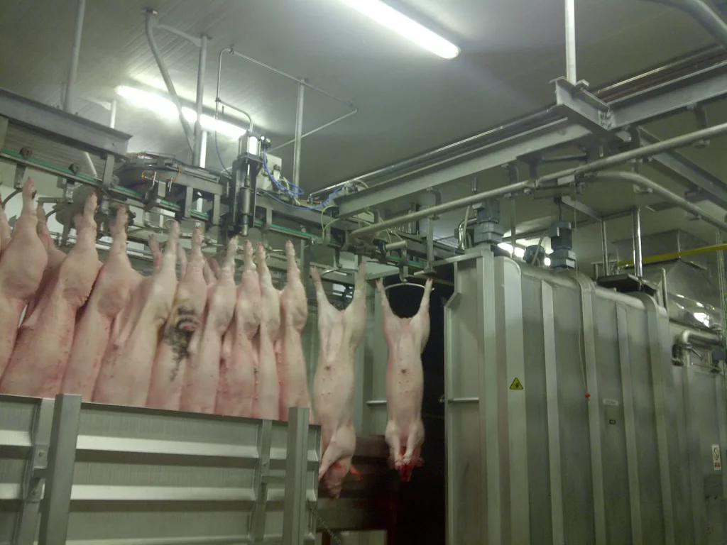 Schweine Edelstahl Spreizen_MECANOVA-