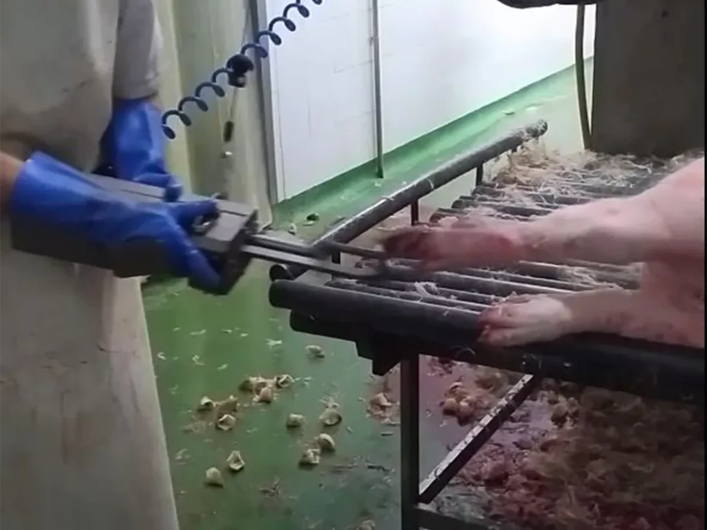 Manueller-Zehennagelentferner-für-Schweine_MECANOVA
