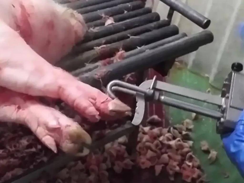 Manueller-Zehennagelentferner-für-Schweine_MECANOVA__