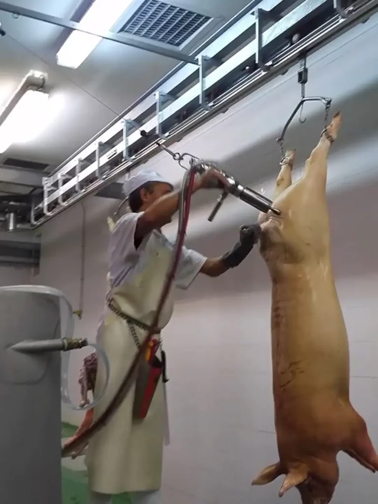 Enddarm-Freischneider-für-Schweine_MECANOVA-