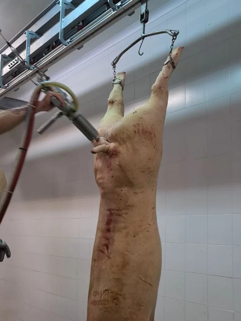 Enddarm-Freischneider-für-Schweine_MECANOVA--