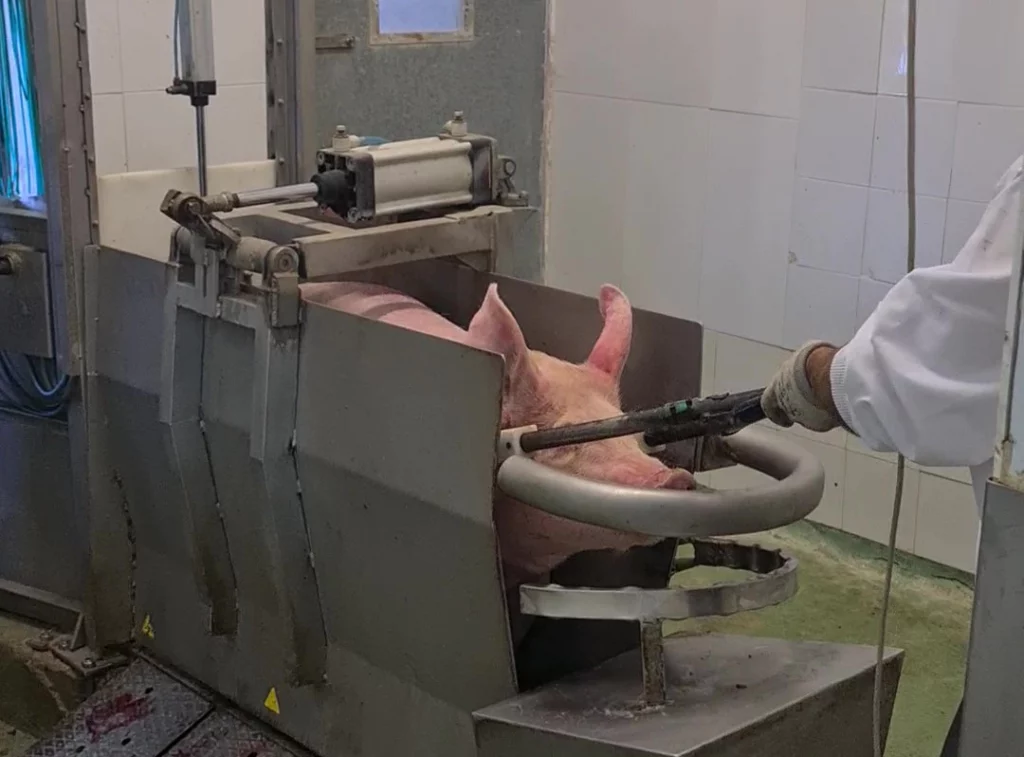 Elektro-Betäubungs-Zange-für-Schweine_MECANOVA-