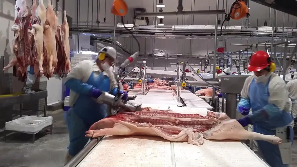Primärschnitt-Kreissäge-für-Schweine_MECANOVA--