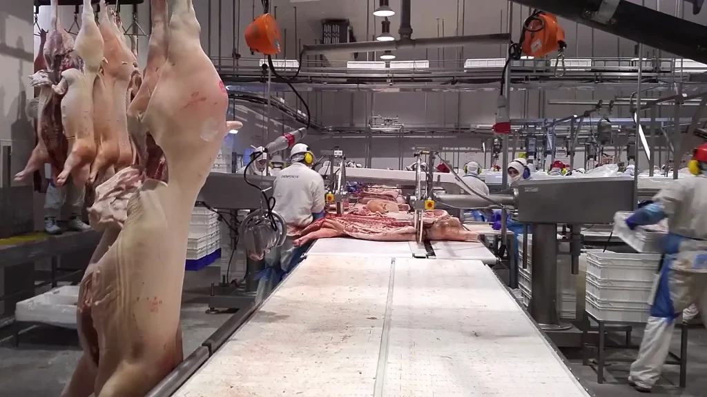 Primärschnitt-Kreissäge-für-Schweine_MECANOVA_