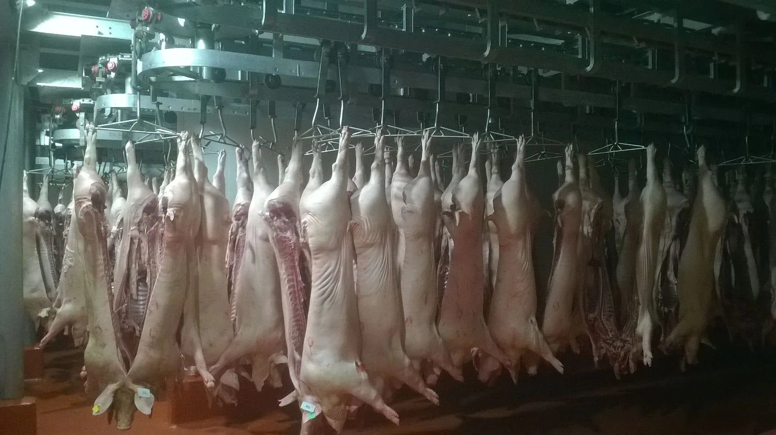 tunel-oreo-rapido-chile_MECANOVA_