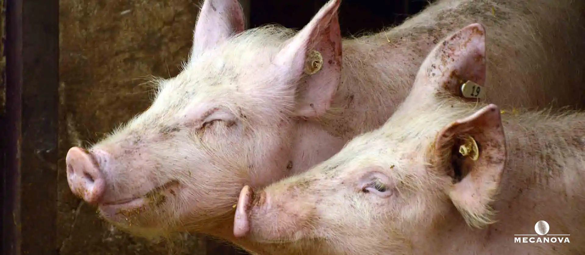 etapes-viande-porc-abattoir_MECANOVA