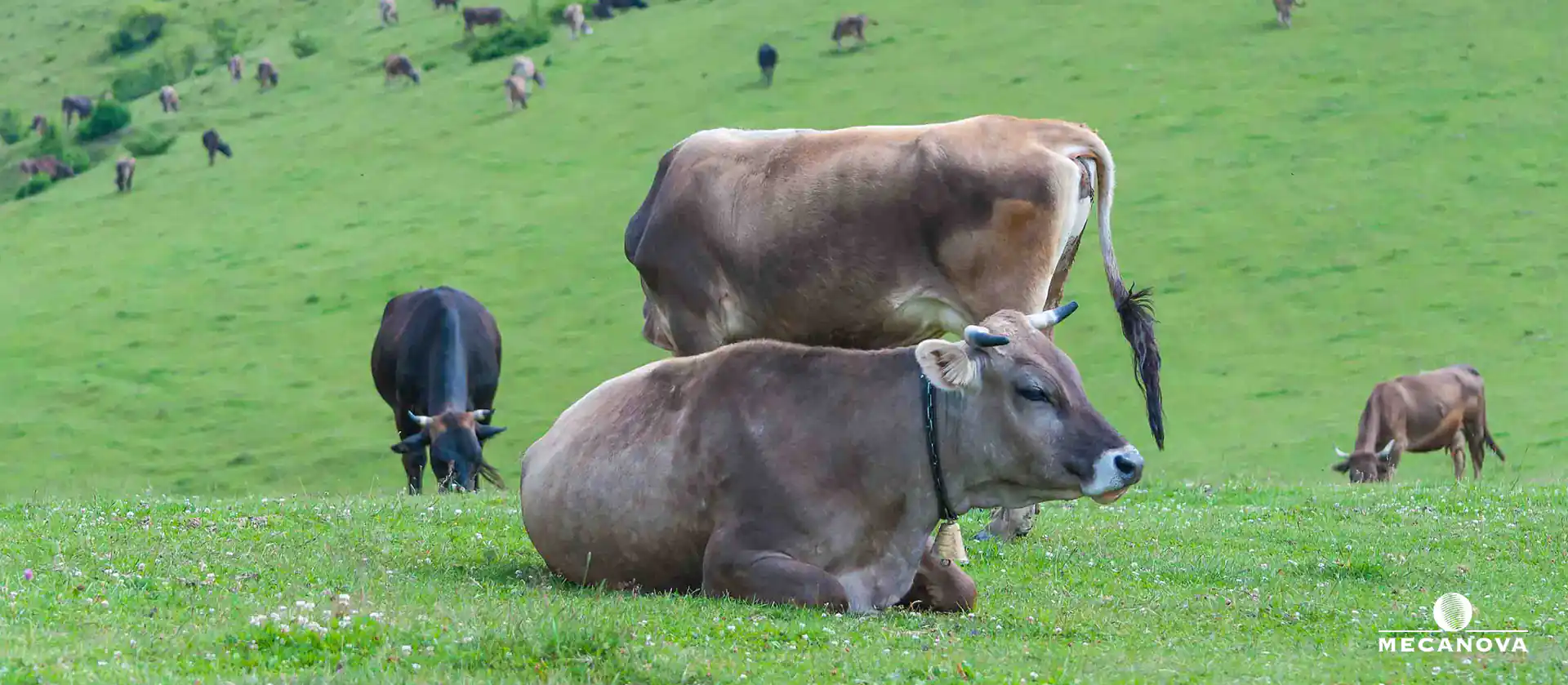 evitar-incendios-forestales_MECANOVA