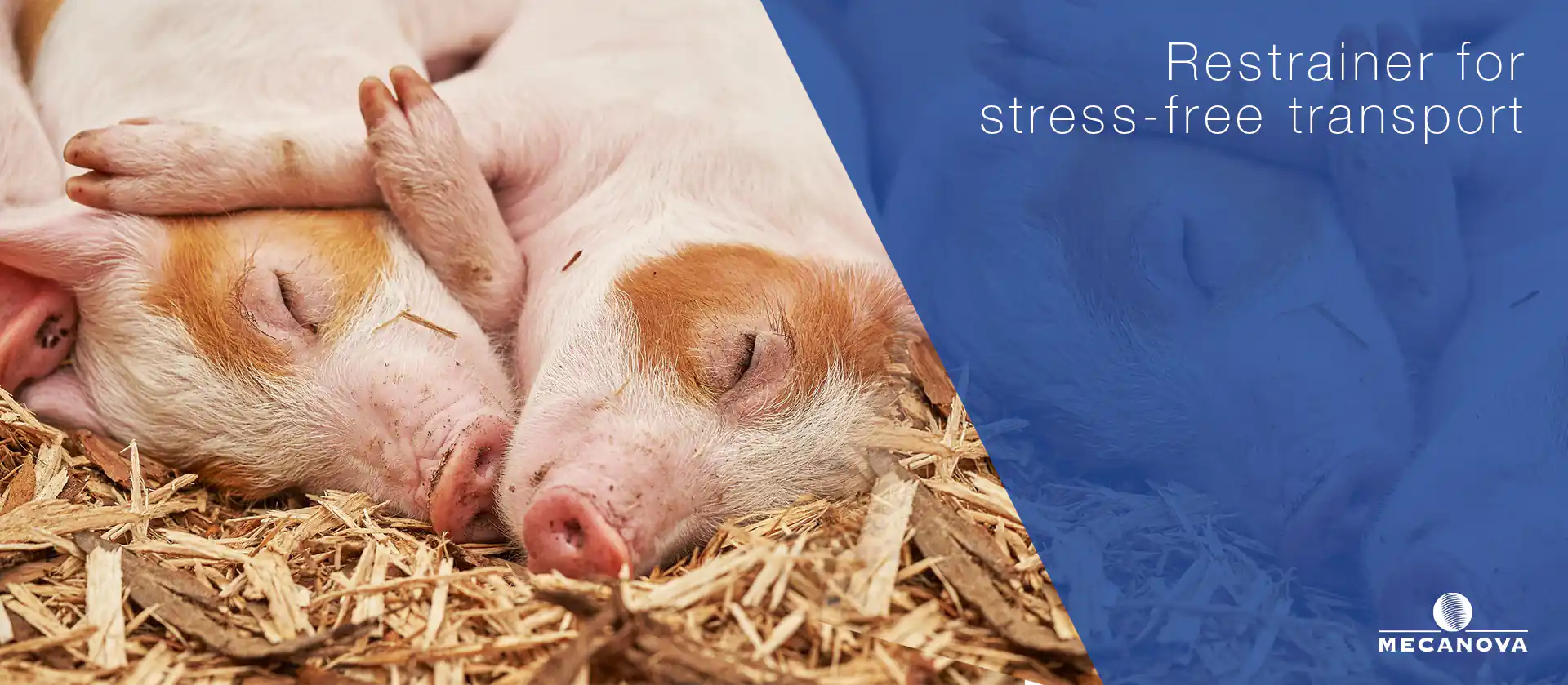 restrainer-for-pigs_MECANOVA
