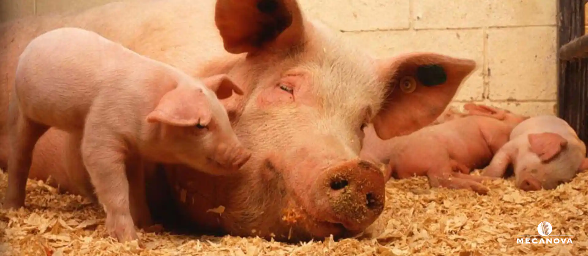 sector-agroalimentario_MECANOVA