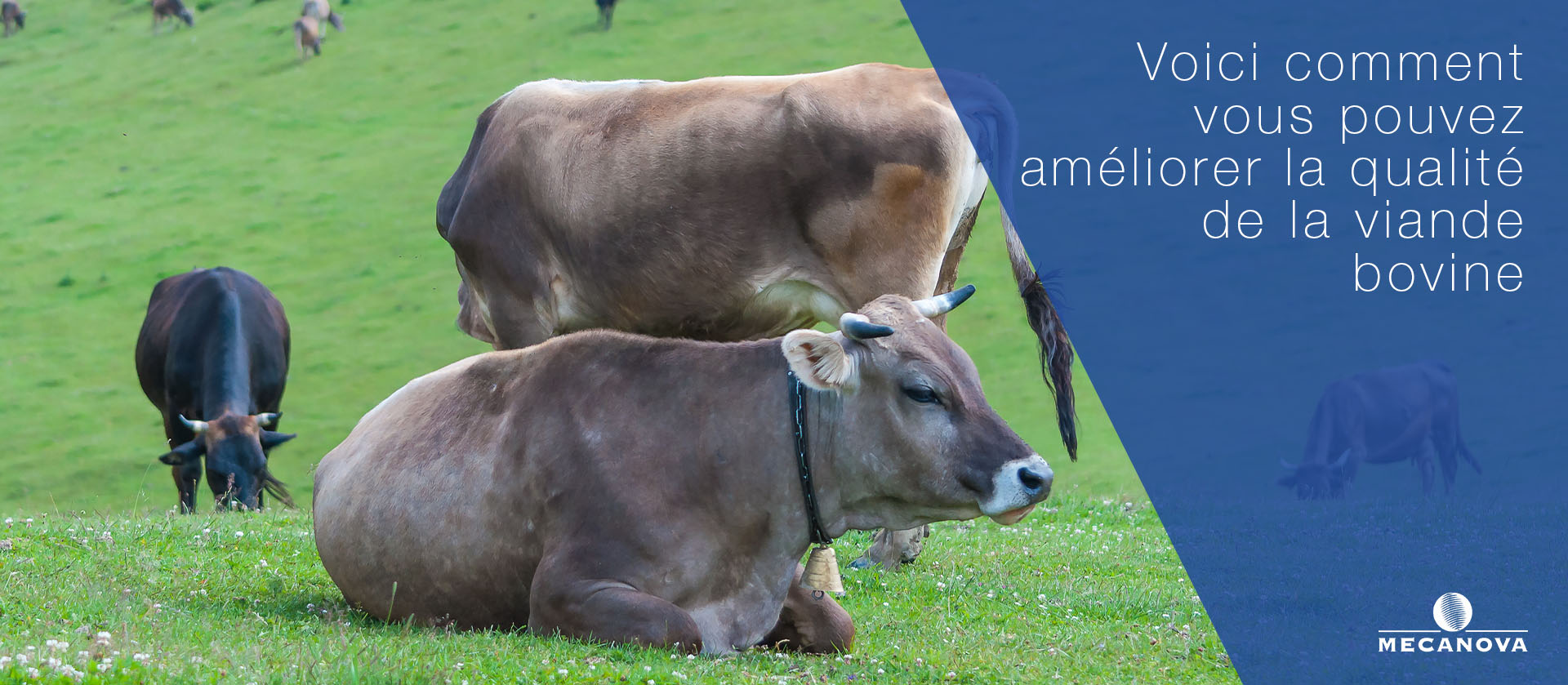 améliorer-la-qualité-de-la-viande