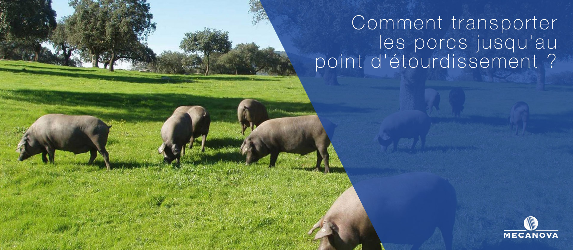 tunnel-transport-porc