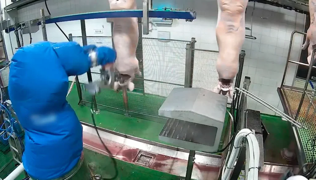 moderniser-abattoir_ROBOTS-6_MECANOVA