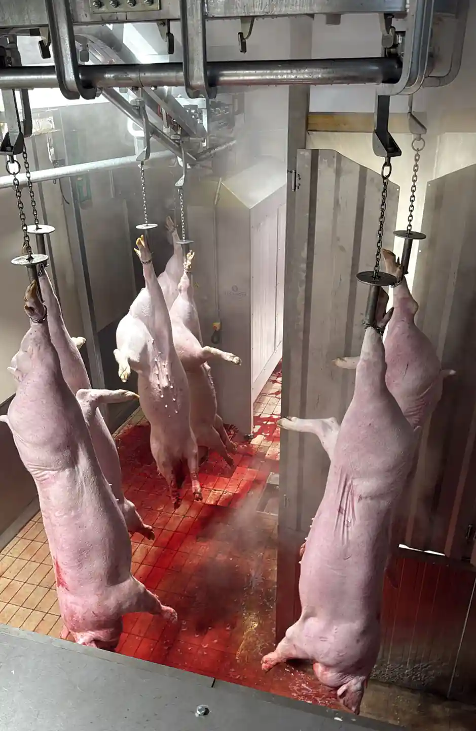 actualizar-mataderos_MECANOVA_7