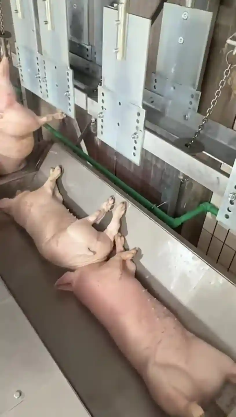 actualizar-mataderos_MECANOVA_8