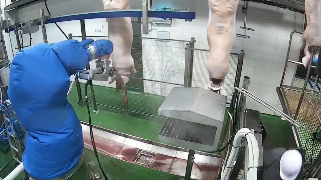 Automated head-cutting line – MECANOVA
