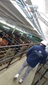 slaughterhouse_MECANOVA